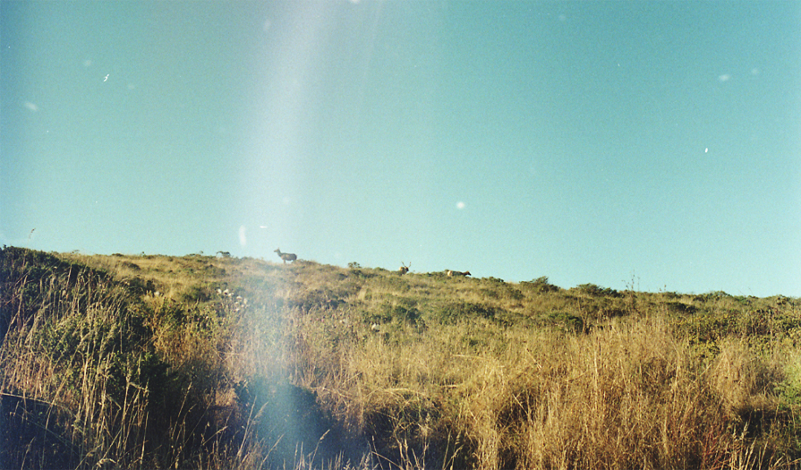 http://www.brianechon.com/indexhibit/files/gimgs/18_elk.jpg