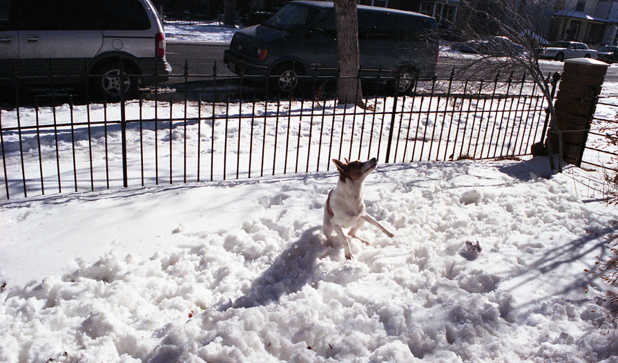 http://www.brianechon.com/indexhibit/files/gimgs/32_denverdog.jpg